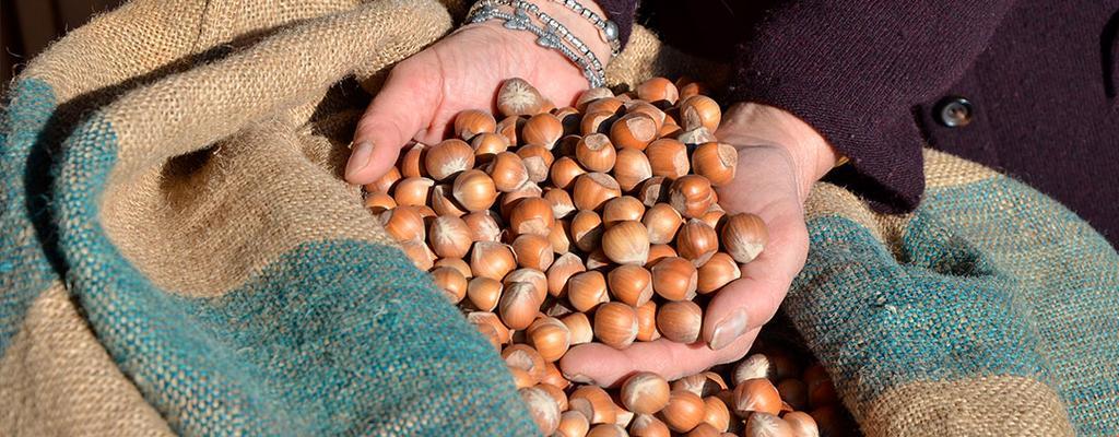 La Madonnina Agriturismo Dore Άλμπα Εξωτερικό φωτογραφία